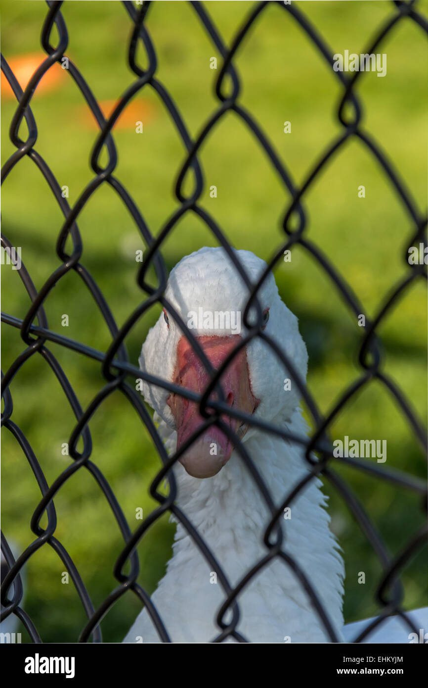 goose held captive in zoo Stock Photo