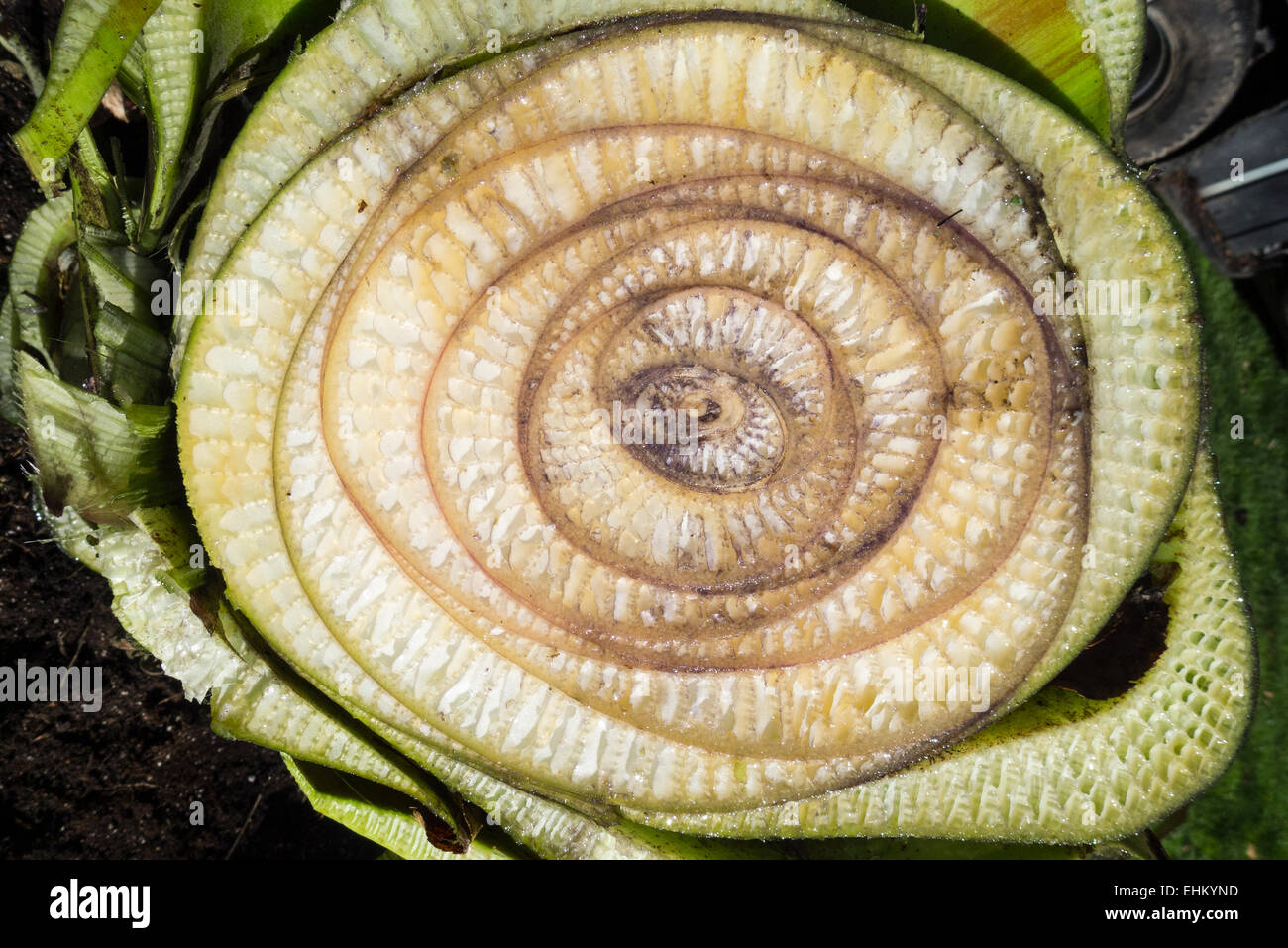 A top view cross section and central growth core of a recently severed trunk of a musa bajoo, Japanese fiber banana plant Stock Photo