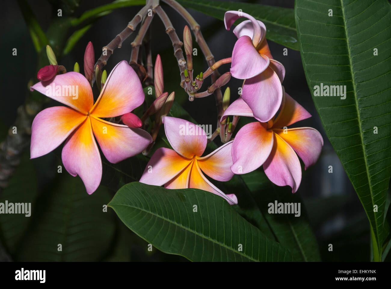 The small fragrant blooms of the tropical frangipani tree are sometimes