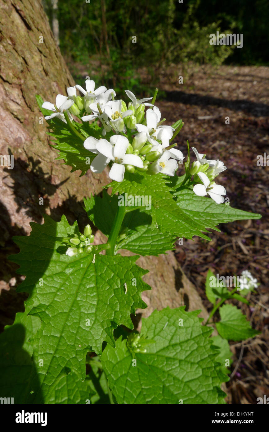 Garlic mustard is a non-native invasive weed plant which is now found in most parts of North America Stock Photo