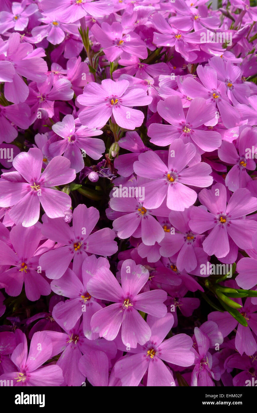 Purple summer phlox (Phlox paniculata) a fragrant and easy to grow garden plant in North America Stock Photo