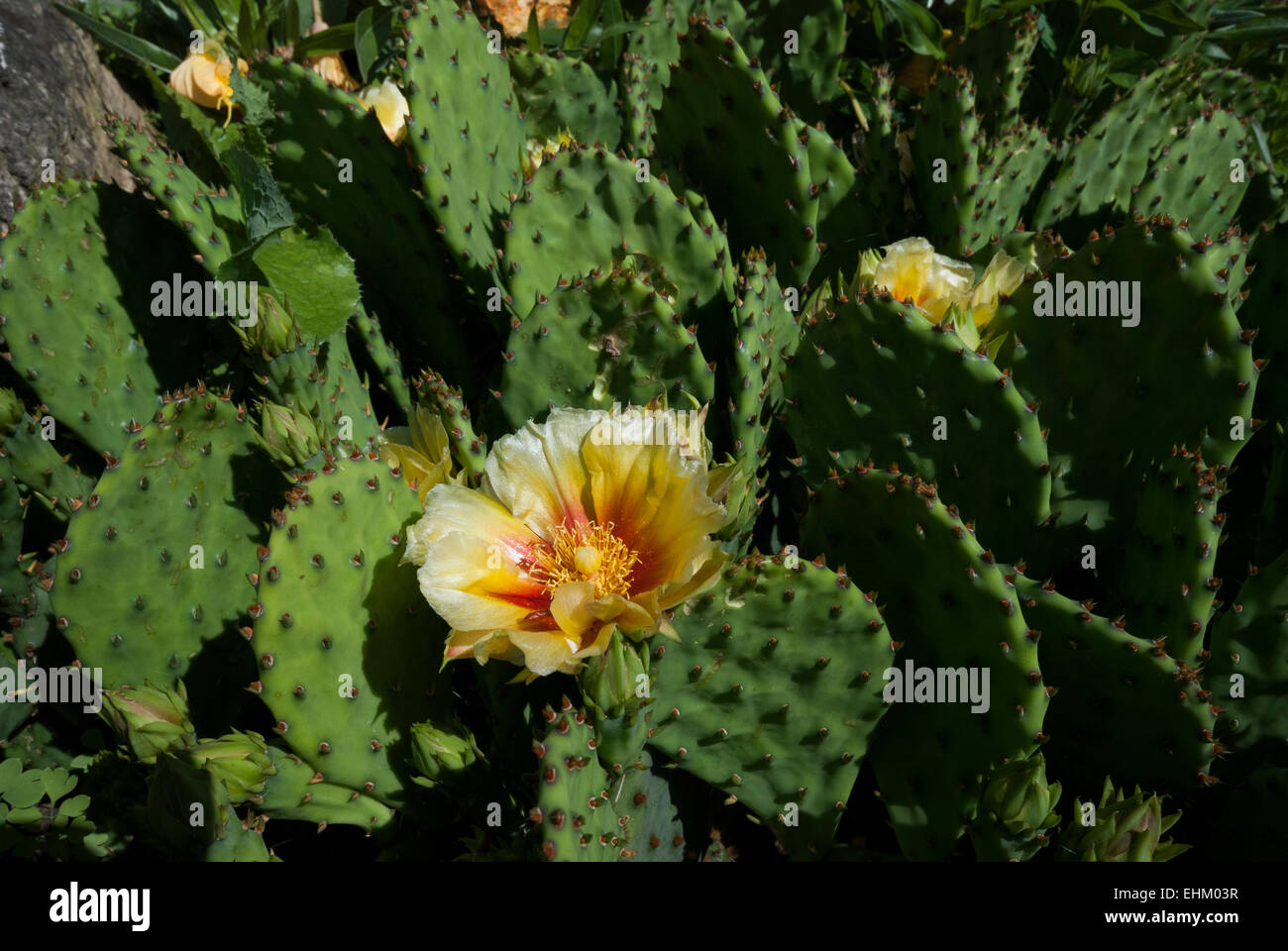 A prickly pear plant opuntia humifusa with yellow blooms. One of the few winter hardy cactus varieties that will grow in Canada Stock Photo