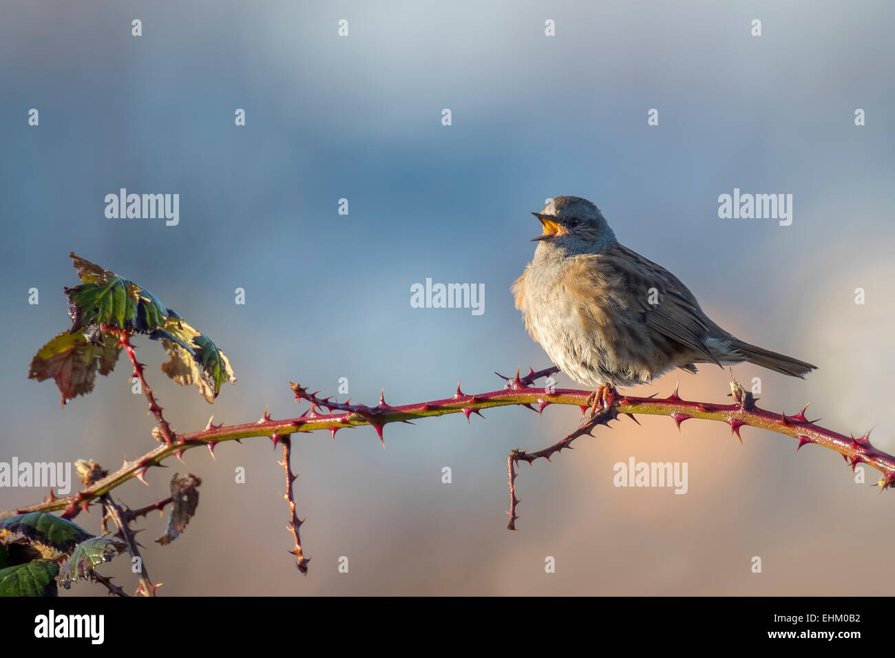 Dunnock perched on Rubus, singing a morning song. Stock Photo