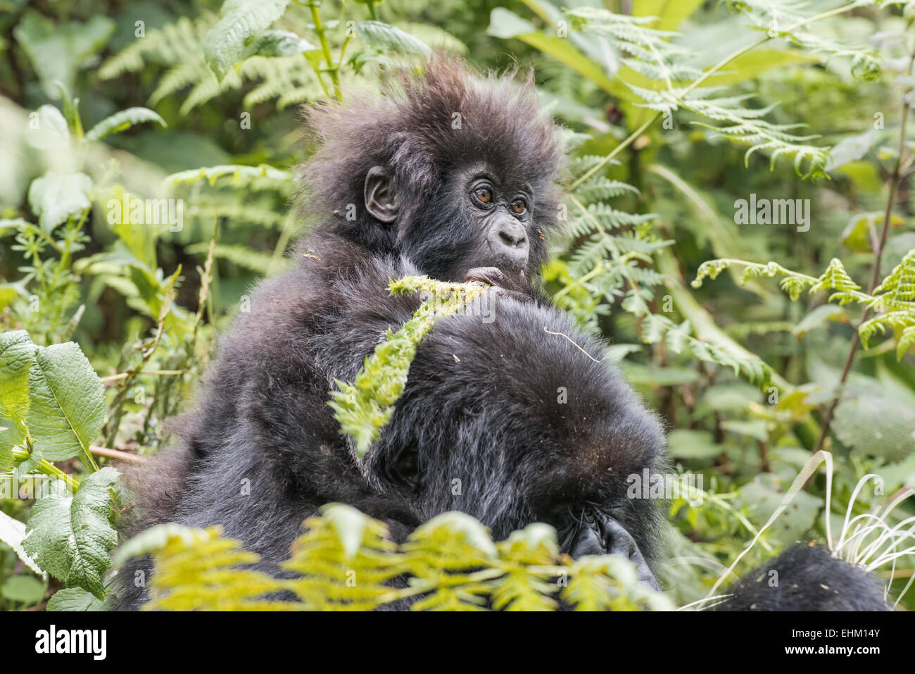 Mountain gorillas at Volcanoes National Park, Rwanda (Kuryama group) Stock Photo