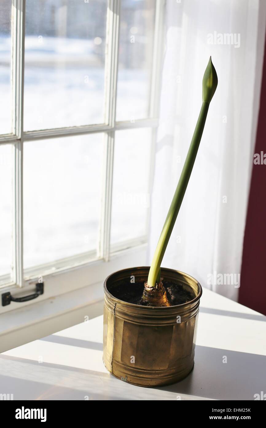An amaryllis flower bud before blooming Stock Photo Alamy