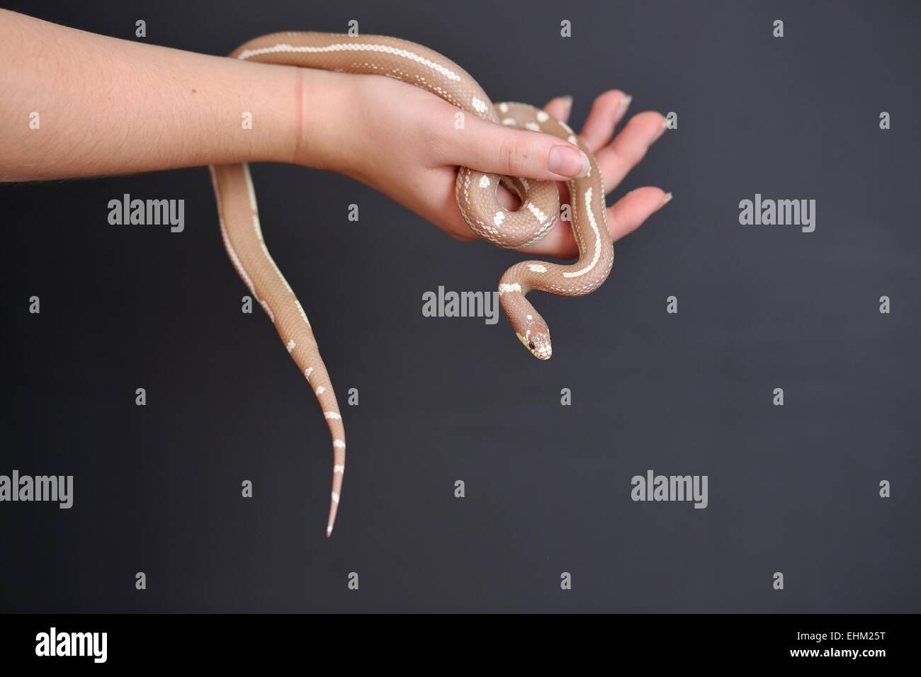Snake Wrapped Around High Resolution Stock Photography and Images - Alamy