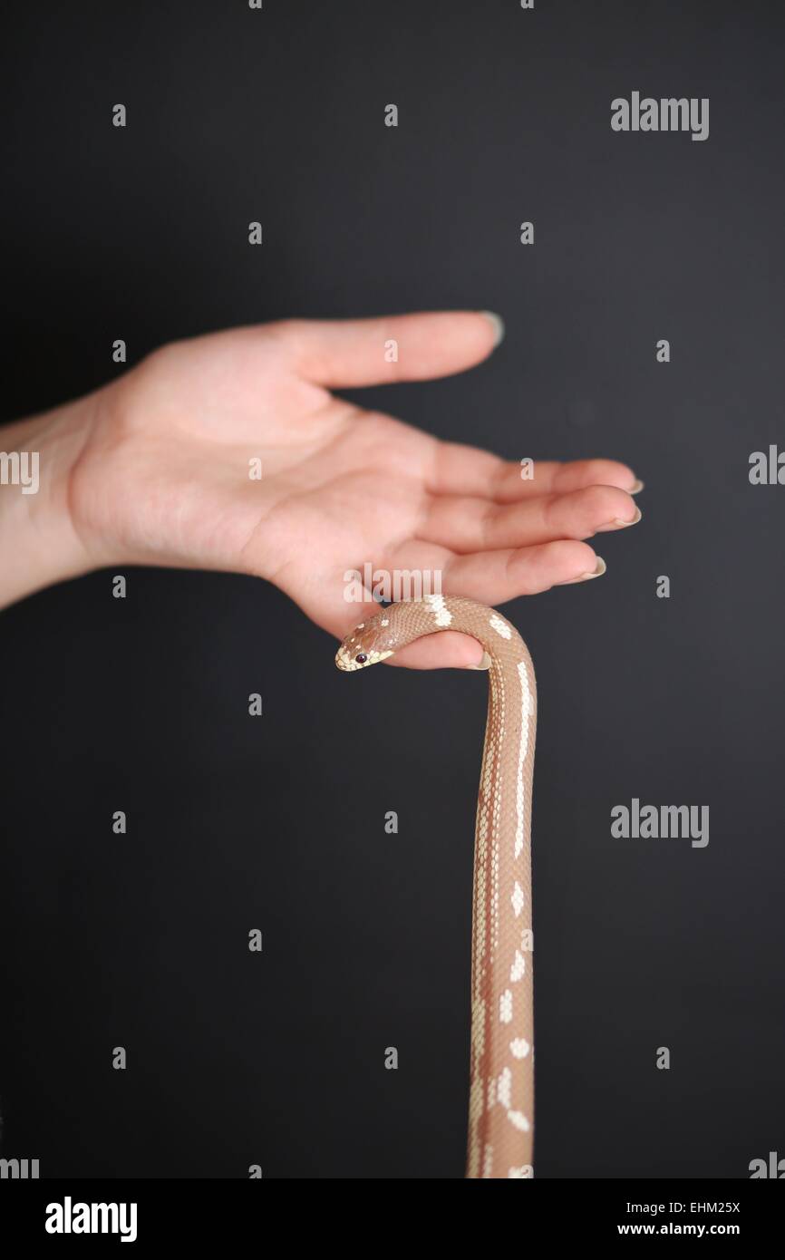 A hand holding a snake. Stock Photo