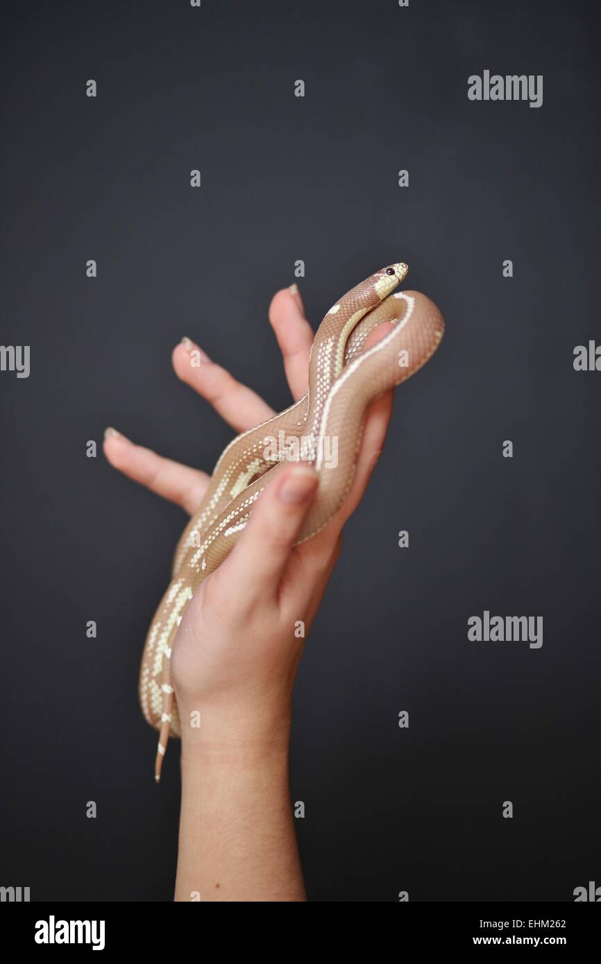 A hand holding a snake Stock Photo Alamy