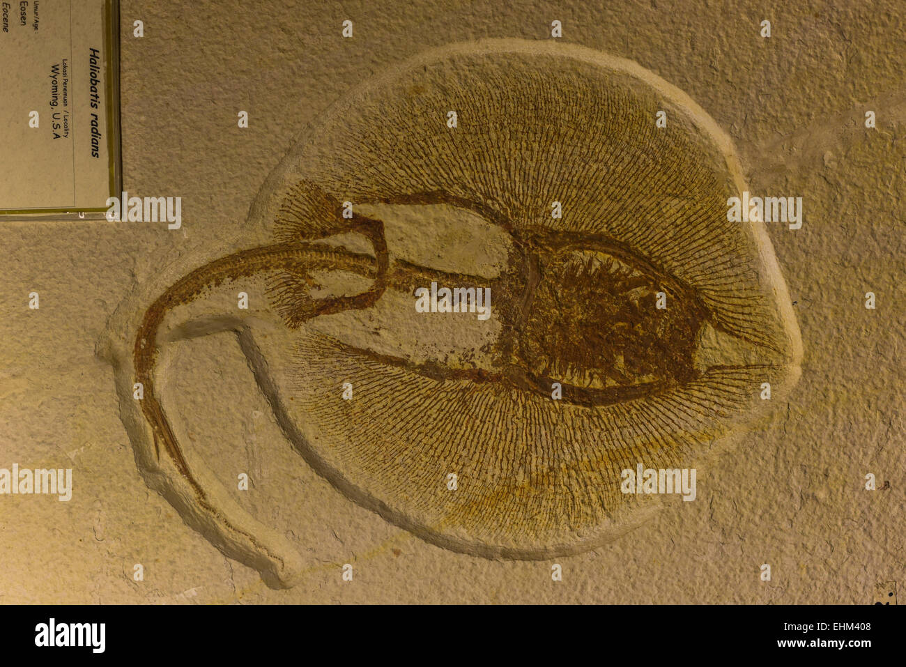 Heliobatis radians fossil found in Wyoming, USA, being displayed at Geology Museum, Bandung, Indonesia. Stock Photo