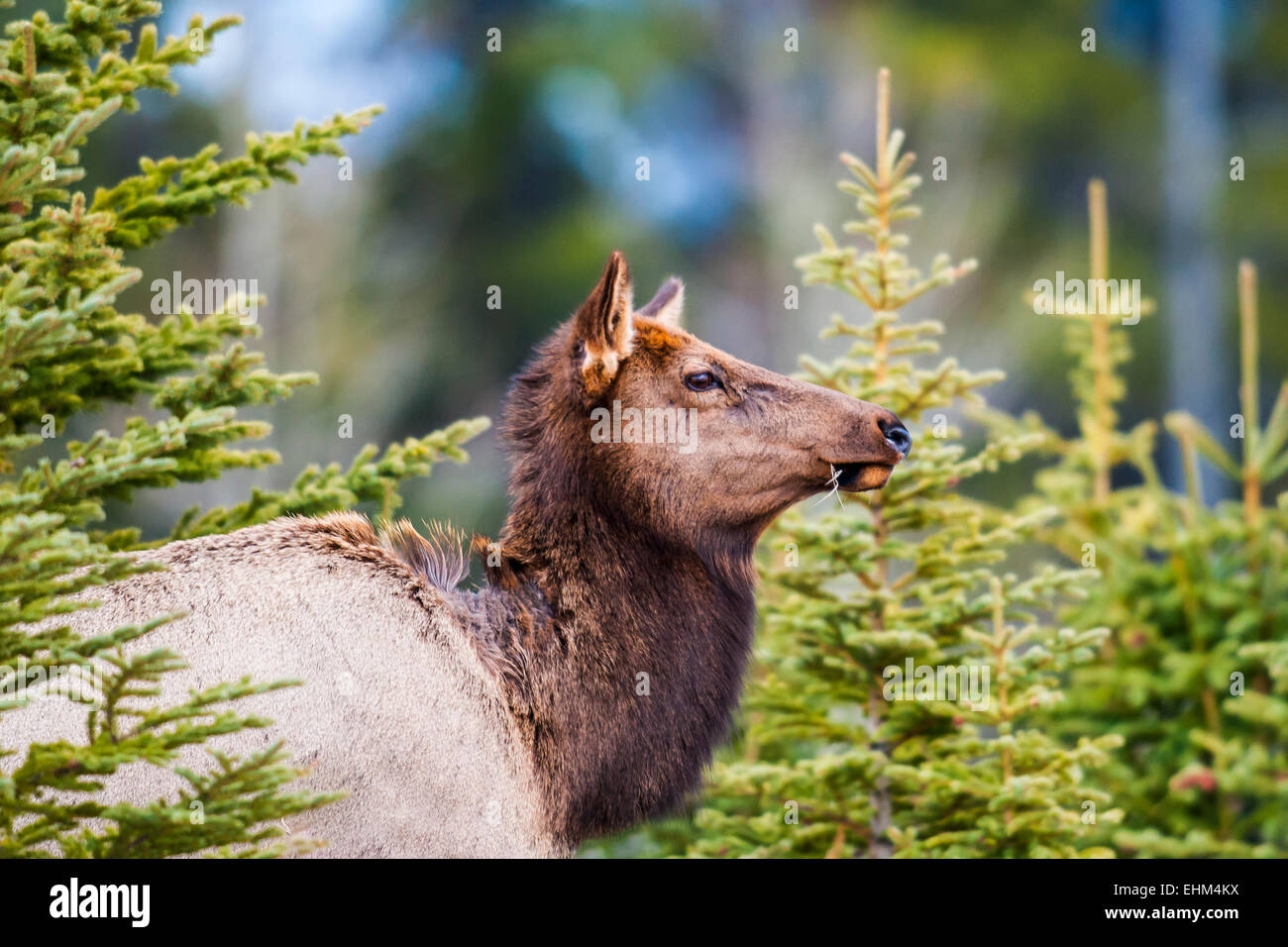 Wild mountain Elk, Banff National Park Alberta Canada Stock Photo