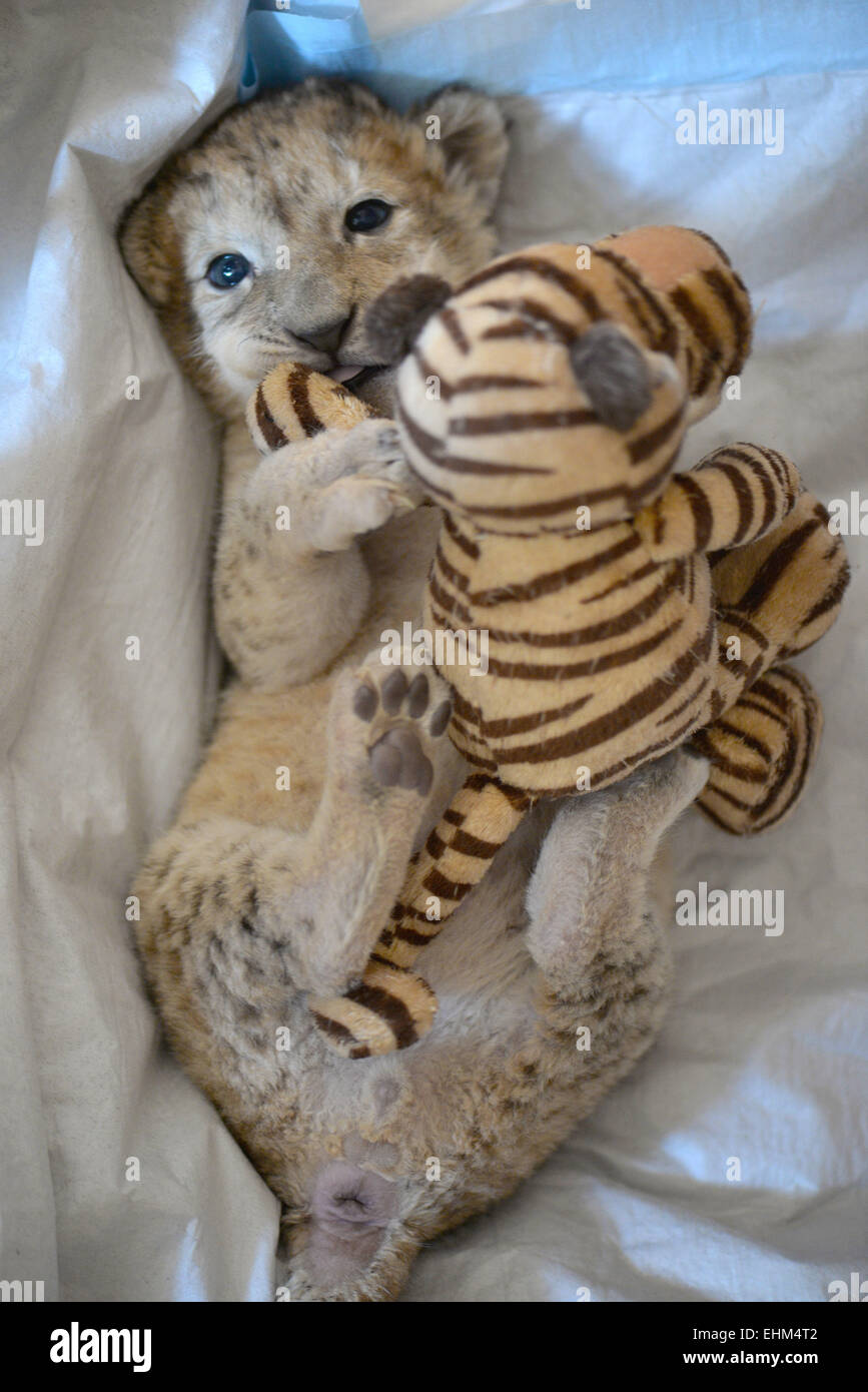Lierfeld Germany 11th Mar 15 Lion Cub Malor Lies On A Blanket Tyoing With A Tiger Cuddly Toy At The Home Of Zoo Director Isabelle Wallpott In Lierfeld Germany 11 March 15 Lierfeld Germany 11th Mar 15 Lion Cub Malor Lies On A Blanket Tyoing With A Tiger Cuddly Toy At The Home Of Zoo Director Isabelle Wallpott In Lierfeld Germany 11 March 15