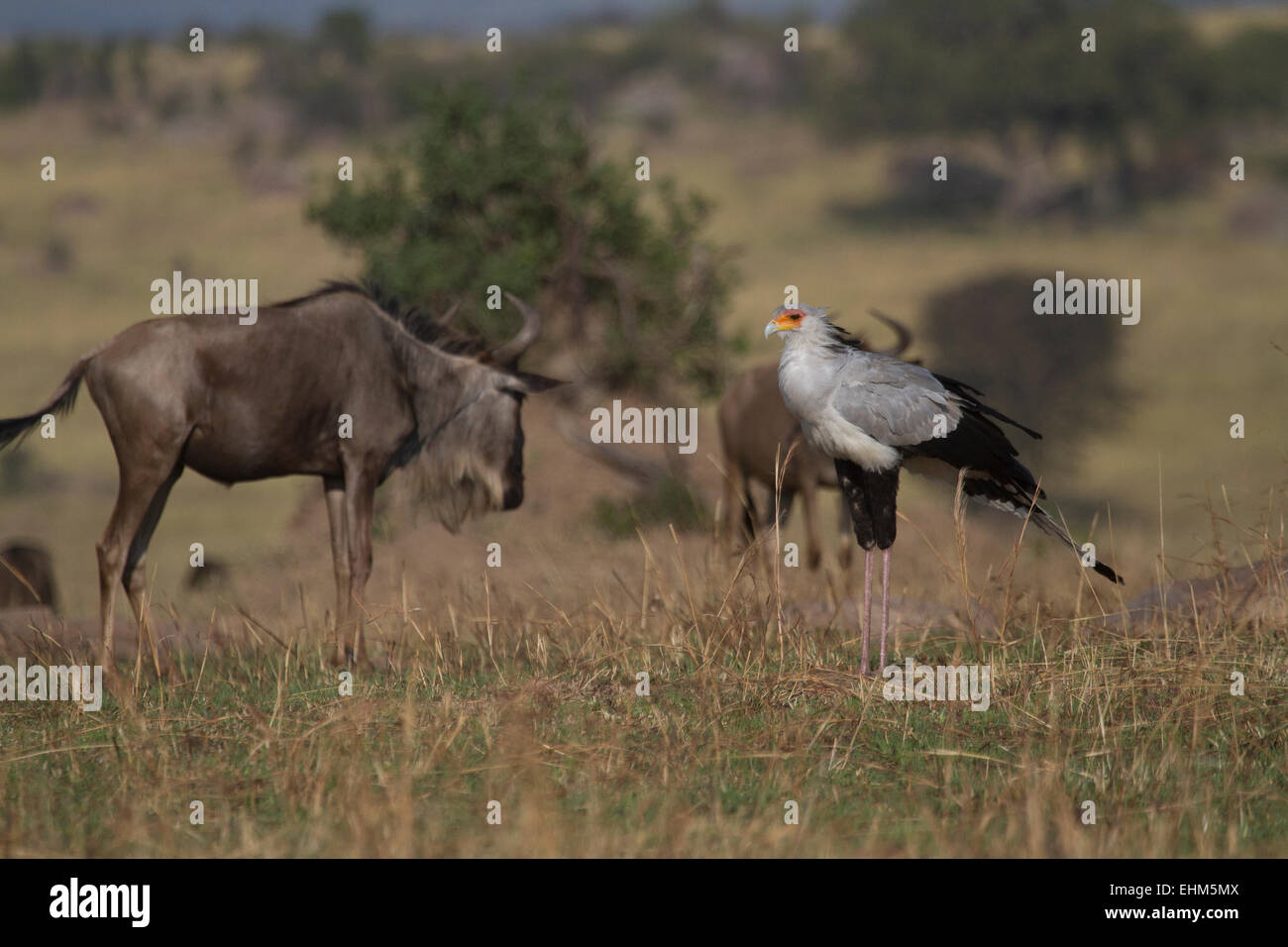 Secretary bird (Sagittarius serpentarius) standing next to a Wildebeest in the Serengeti. Stock Photo