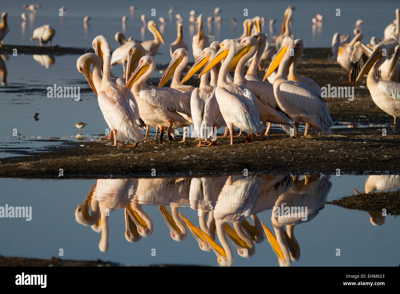 Great white pelicans (Pelecanus onocrotalus) Stock Photo