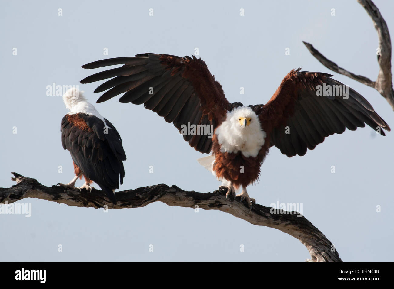 Two African Fish Eagles perched in a tree, one drying his feather after a storm. Stock Photo