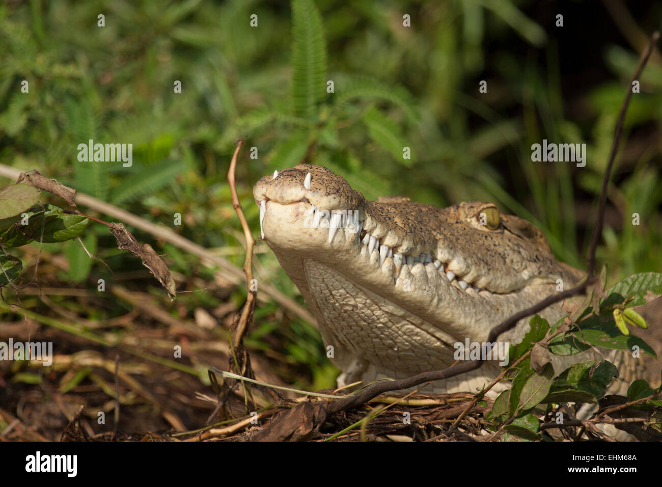 Nile crocodile (Crocodylus niloticus) with lower teeth protruding through upper jaw. Stock Photo