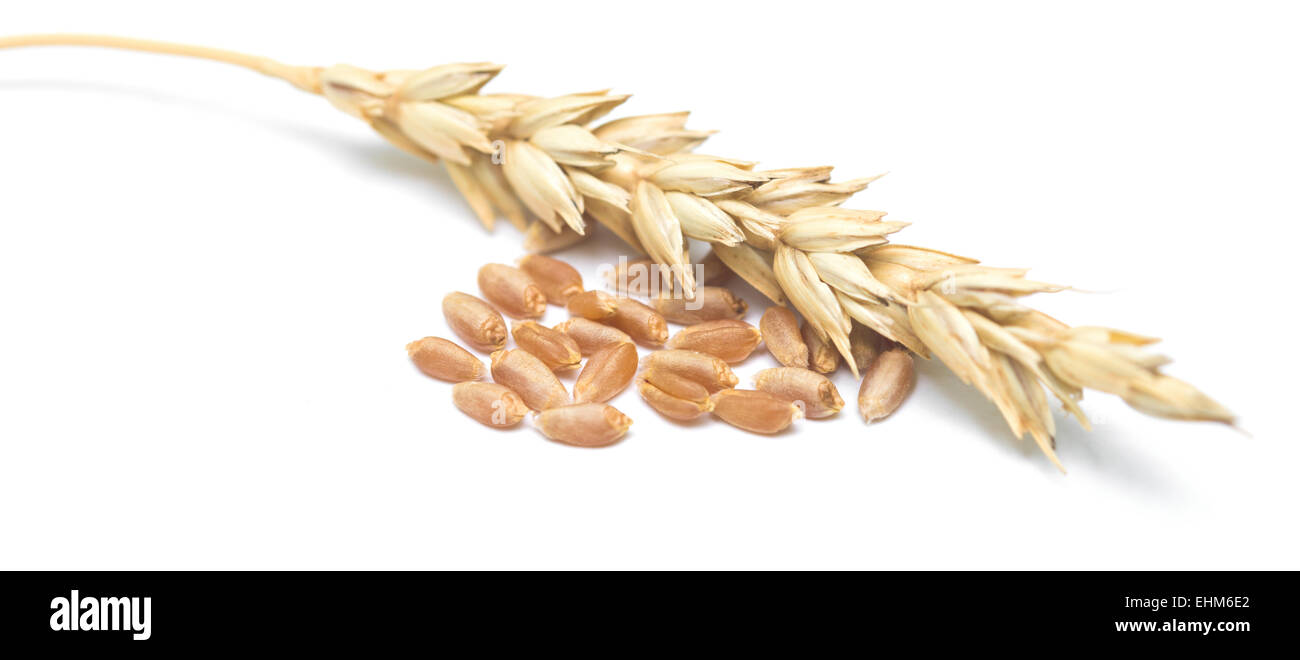 wheat ears and grain isolated on white background Stock Photo - Alamy