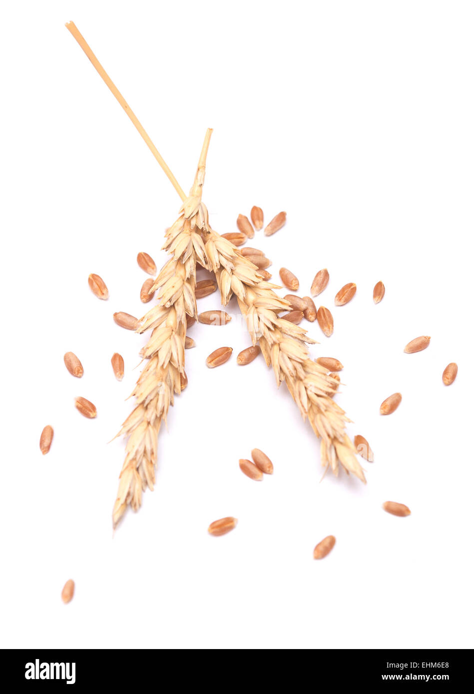 wheat ears and grain isolated on white background Stock Photo - Alamy