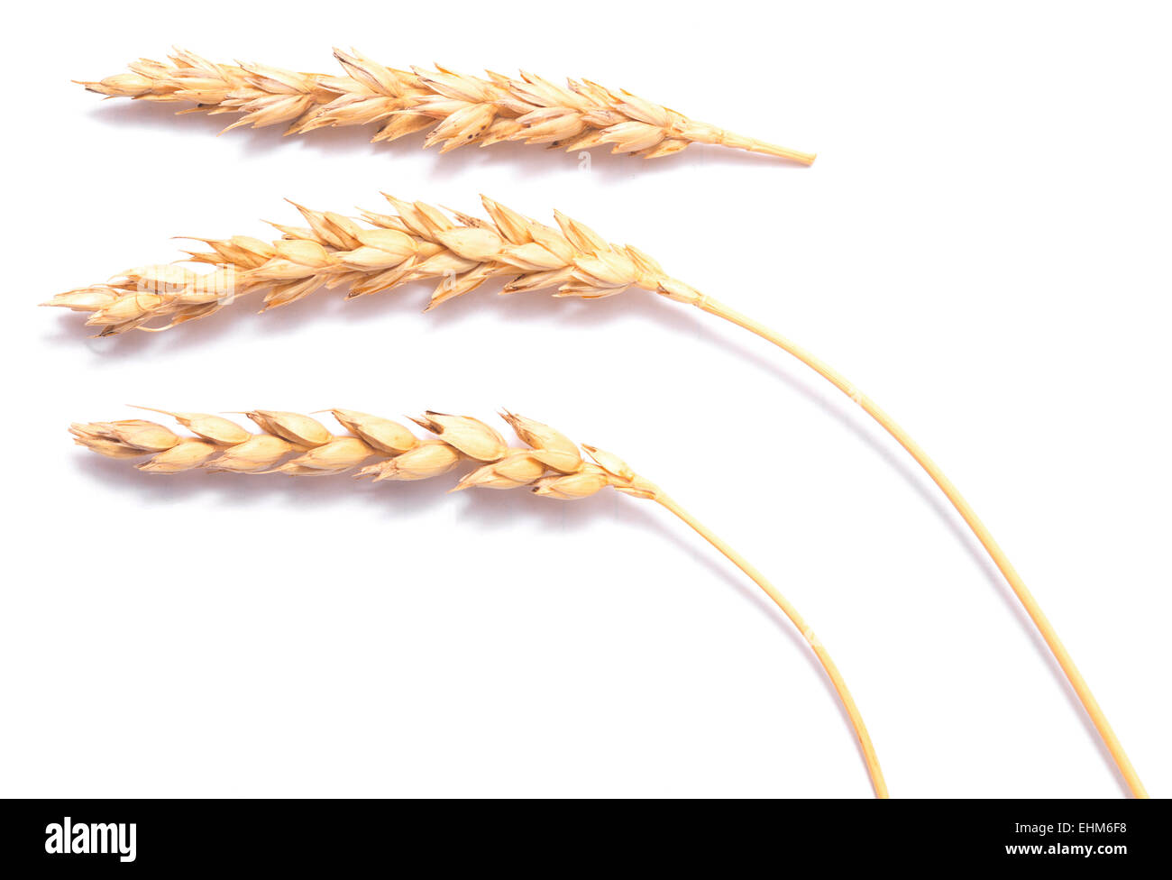 wheat ears isolated on white background Stock Photo - Alamy