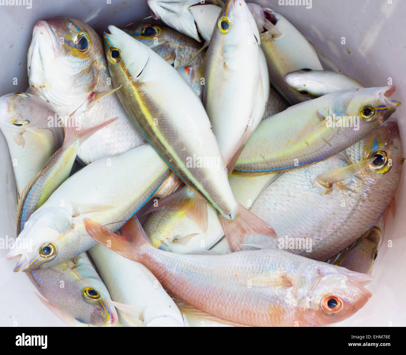 fresh sea fish in the bucket Stock Photo: 79735390 - Alamy