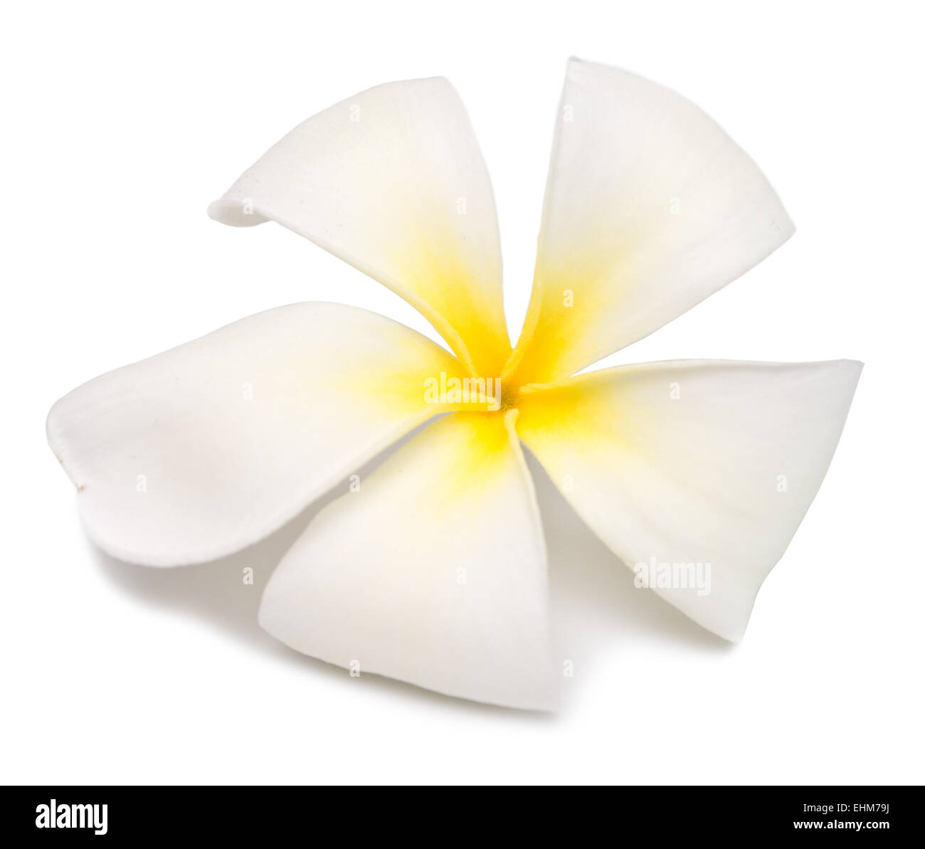 plumeria on white background Stock Photo - Alamy