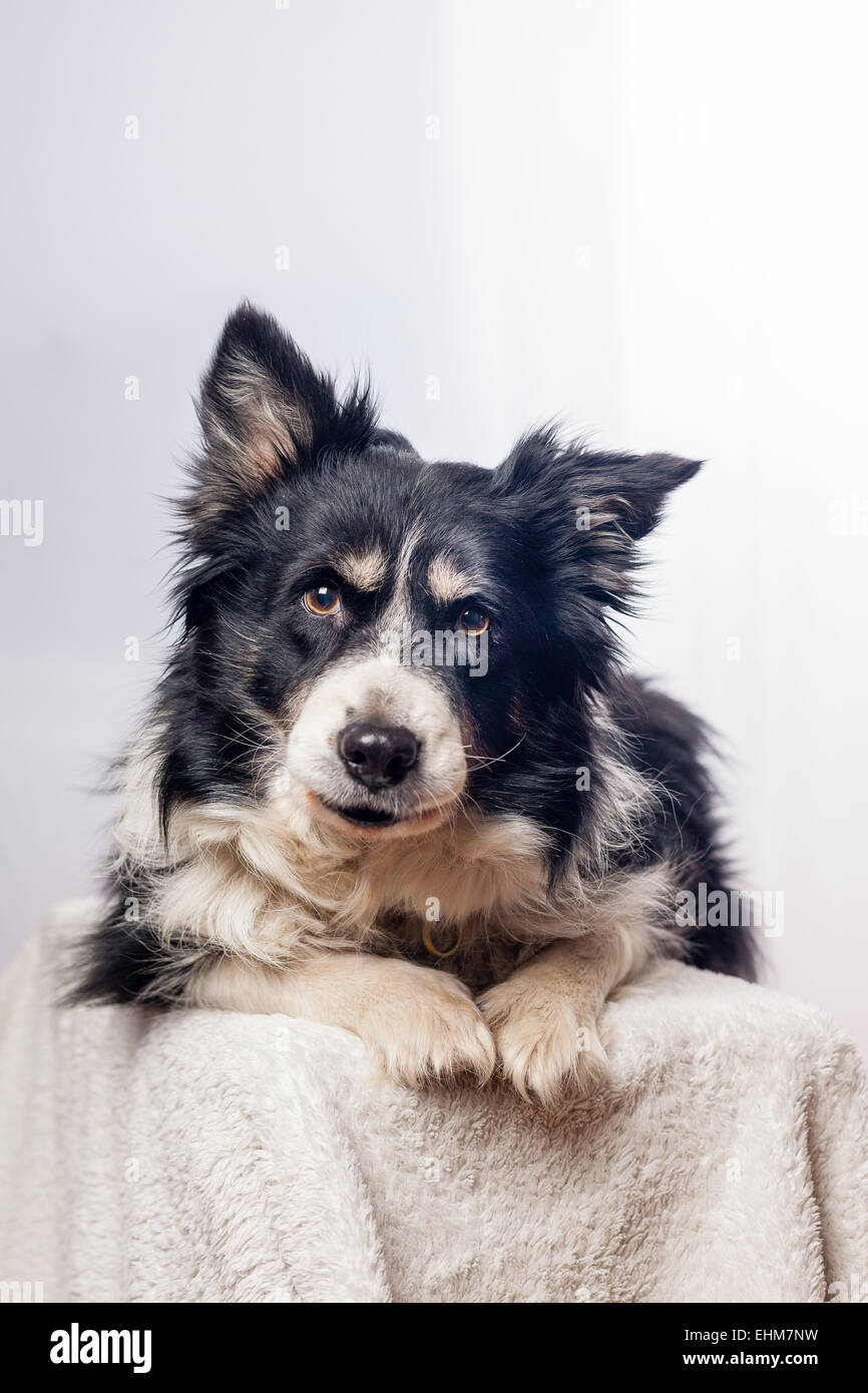 cute border-collie in studio Stock Photo