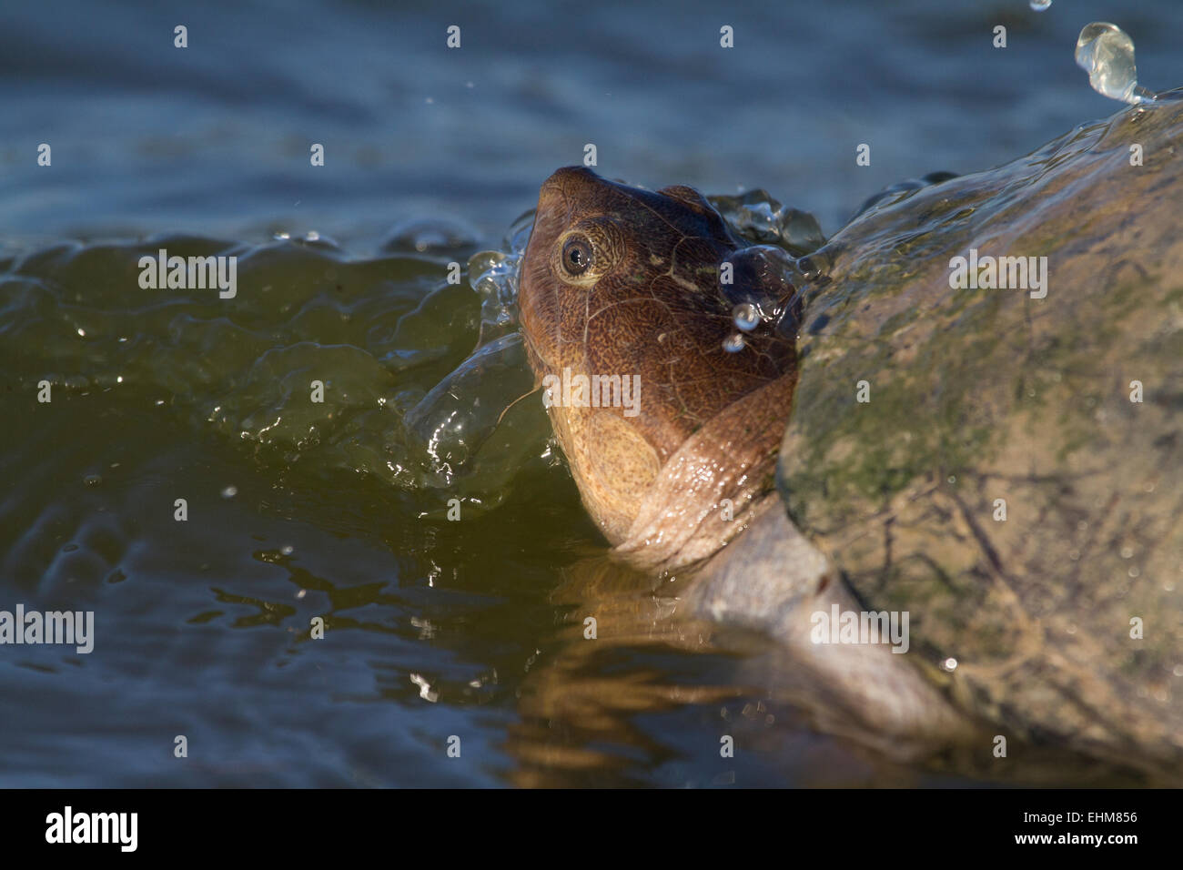 Terrapins hires stock photography and images Alamy