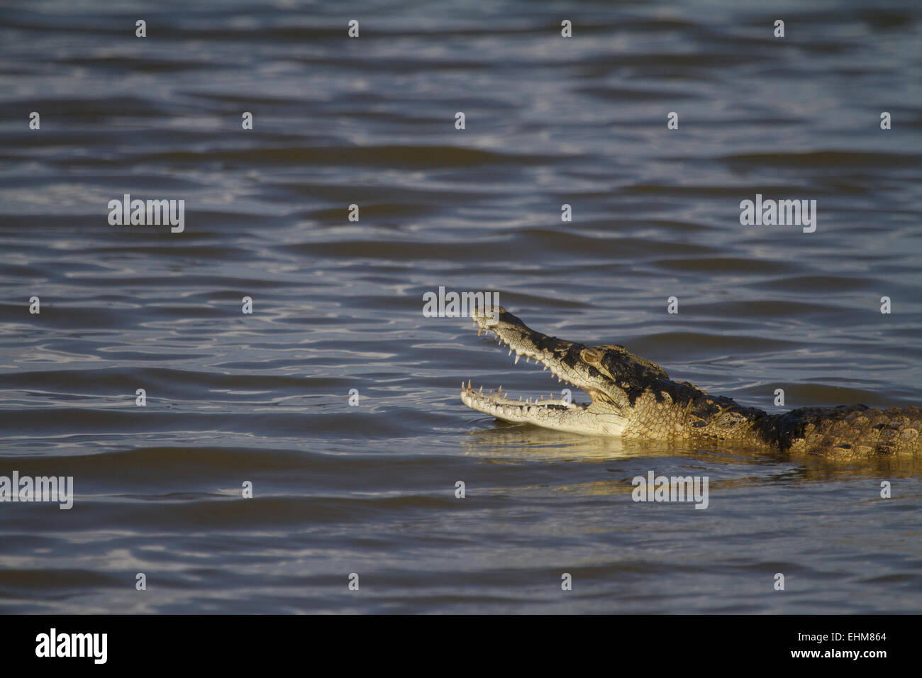 Nile crocodile (Crocodylus niloticus) with mouth open and mud on it's head. Stock Photo