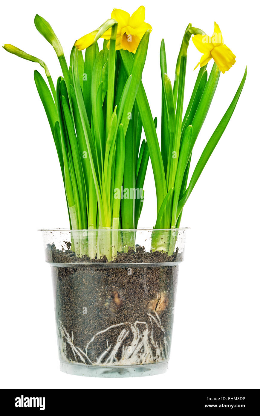 Daffodils in small planter. Clipping Path Included. Stock Photo