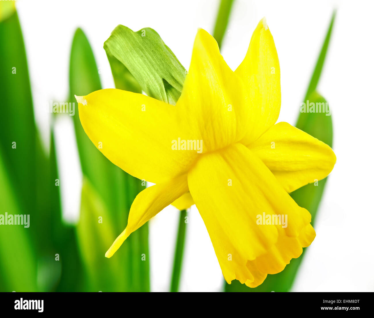 Beautiful narcissus, daffodil easter lilly Stock Photo Alamy