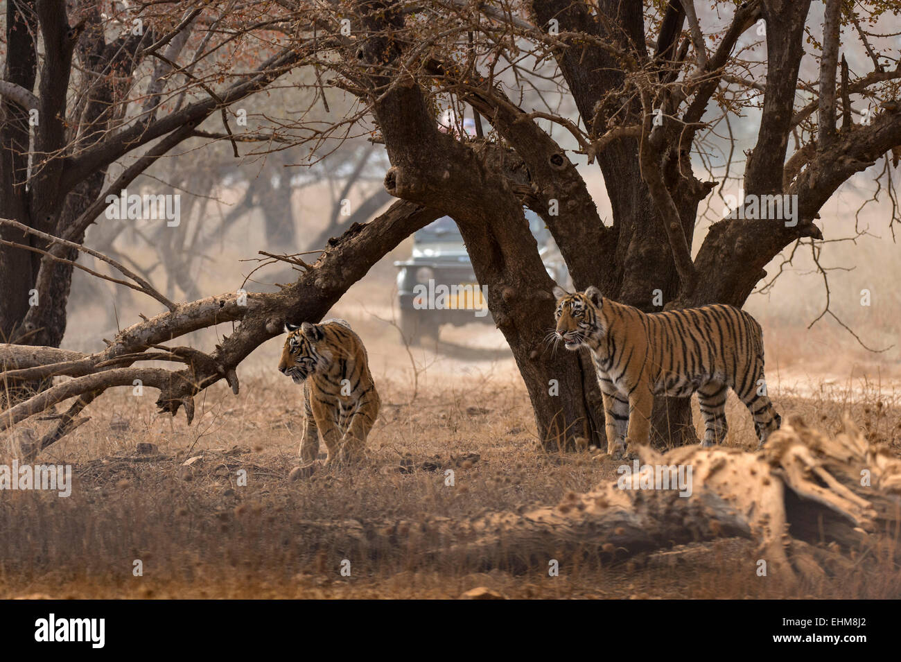 Tourist vehicles following two sub adult cubs on a tiger safari in Ranthambhore tiger reserve Stock Photo
