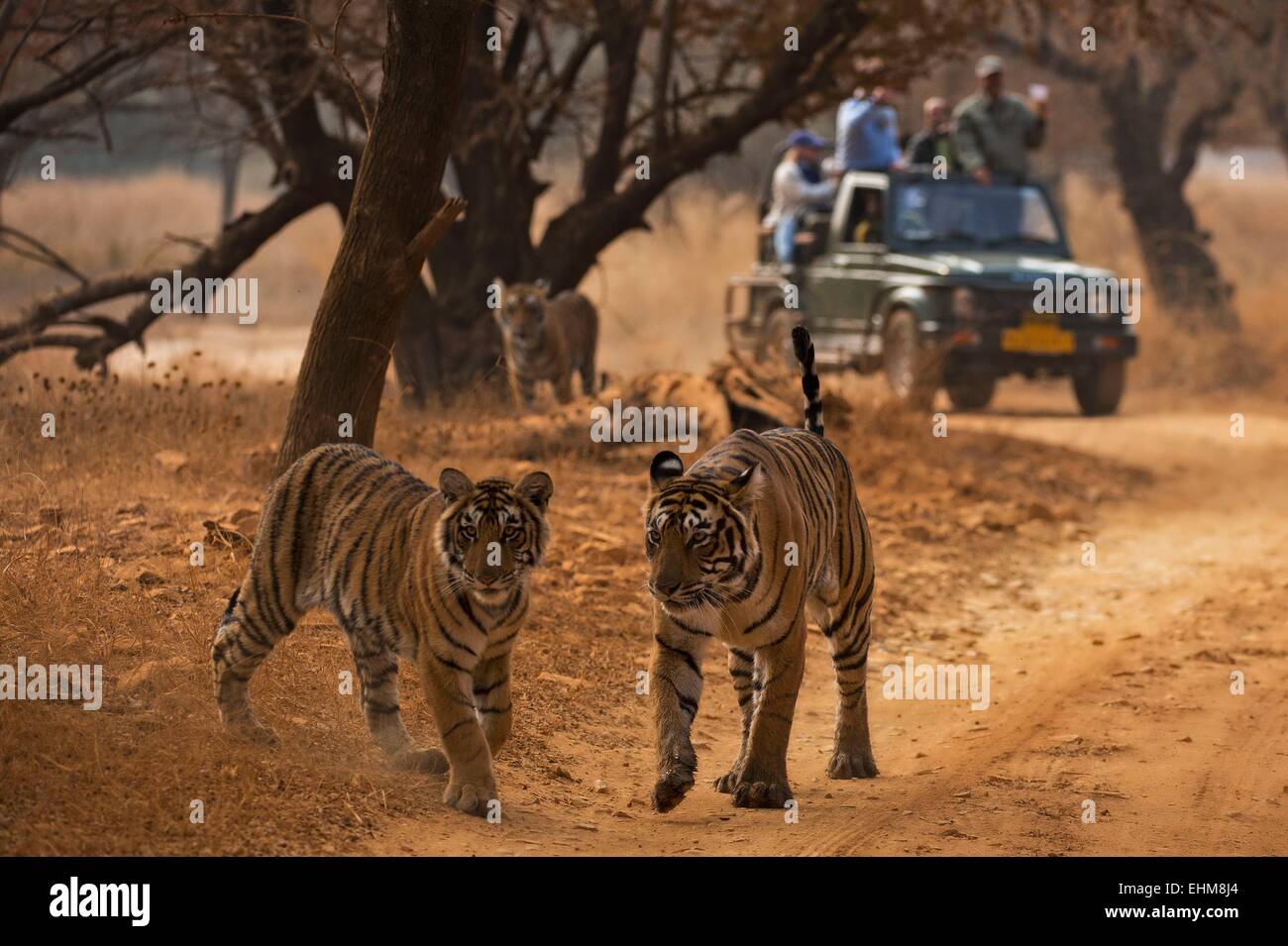 Tourist vehicles following a tigress with a sub adult cub on a tiger safari in Ranthambhore tiger reserve Stock Photo