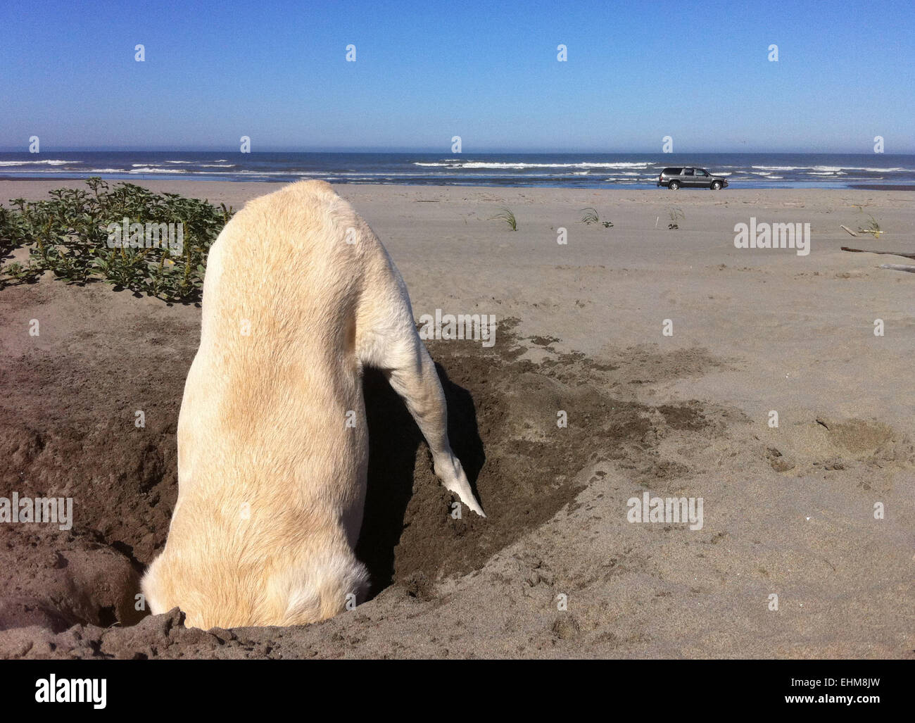 Dog digging hole at beach Stock Photo Alamy