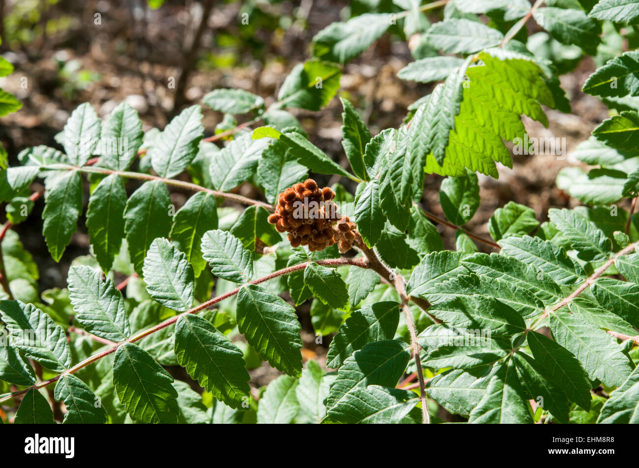 Leaves and fruits of Elm-leaved sumach, Rhus coriaria Stock Photo