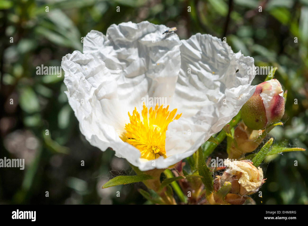 Flowers of Gum rockrose, Cistus ladanifer. Photo taken in Guadarrama Mountains, La Cabrera, Madrid, Stock Photo