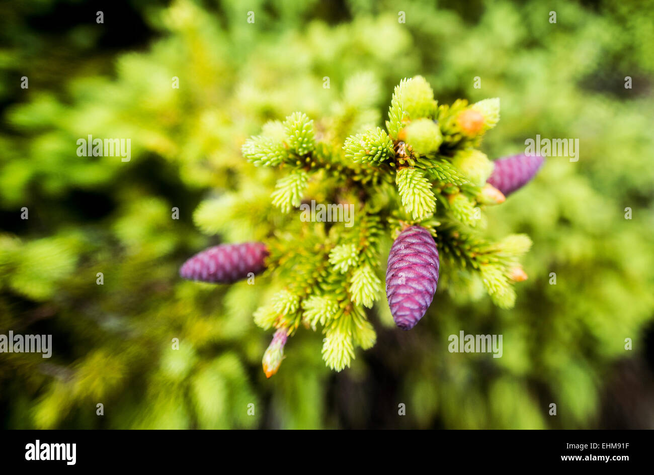 Close up of flowers sprouting on tree branch Stock Photo