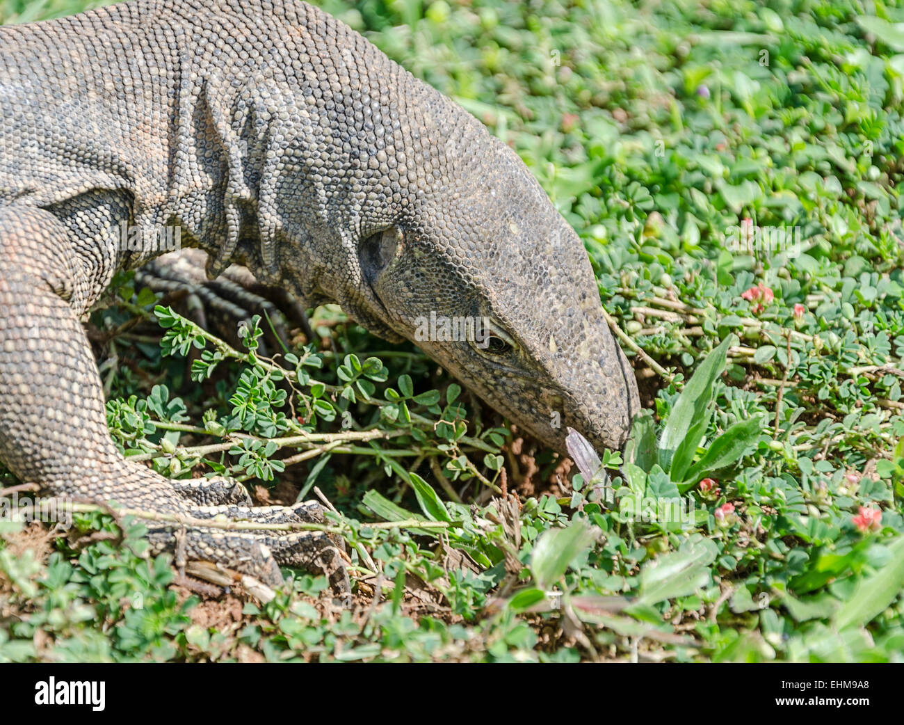 The Bengal monitor (Varanus bengalensis) or common Indian monitor, is a monitor lizard Stock Photo