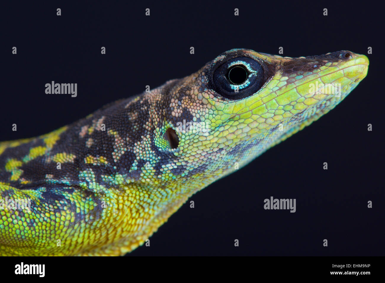 Anolis extremus hi-res stock photography and images - Alamy