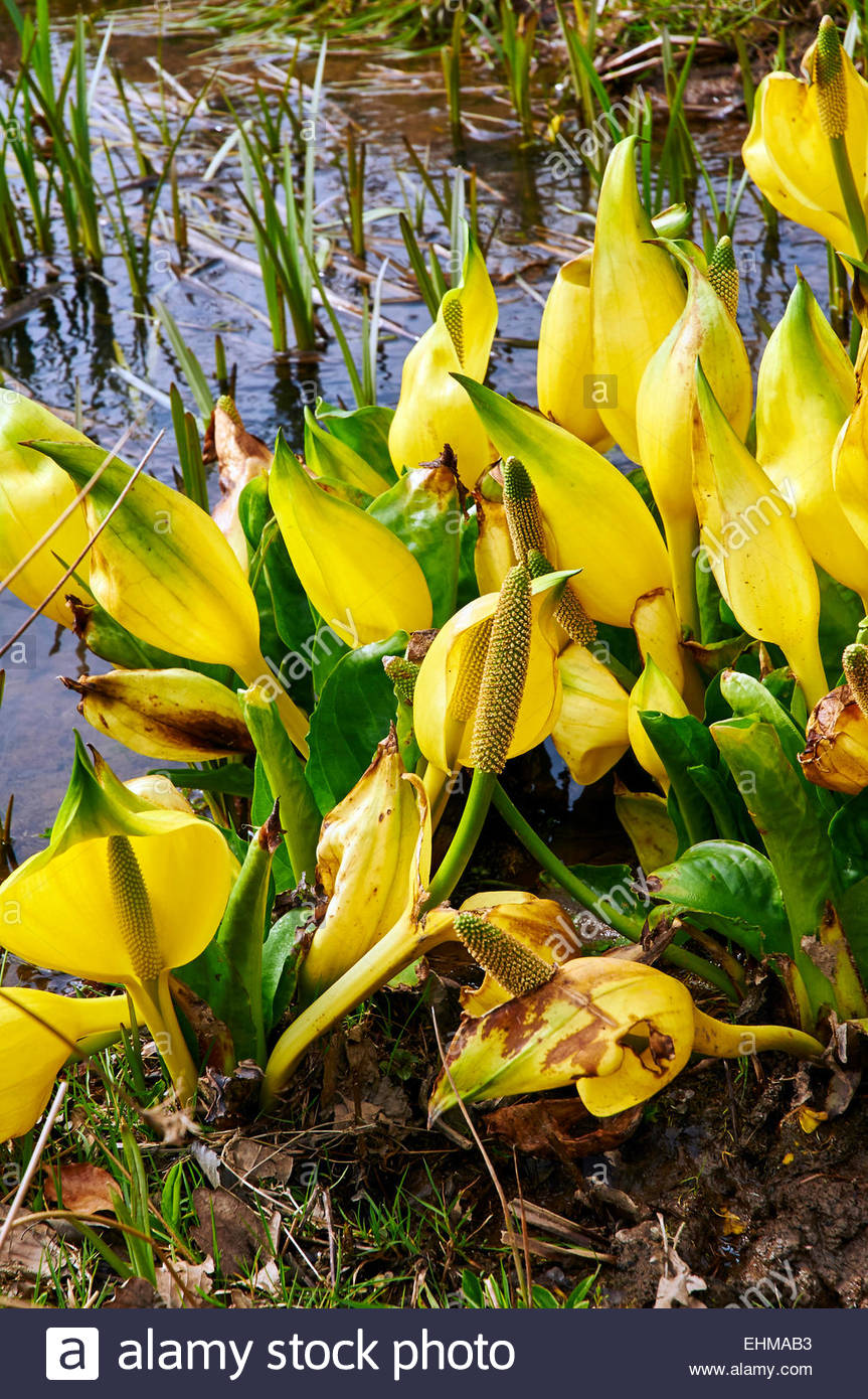 The Yellow Flowers Of The Skunk Cabbage Lysichiton Americanus Plant Stock Photo Alamy