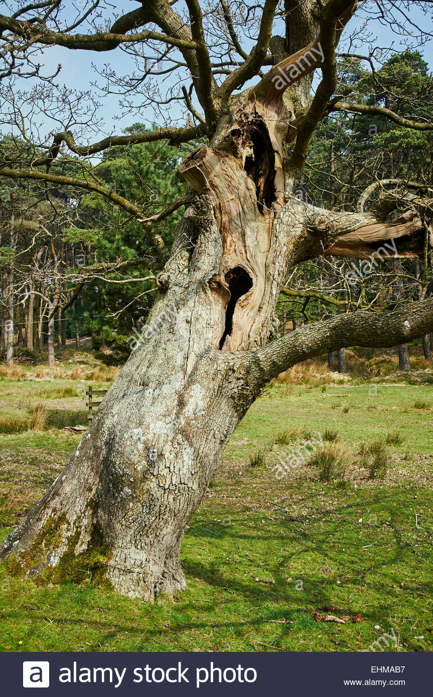 Dying Tree Bark High Resolution Stock Photography and Images Alamy