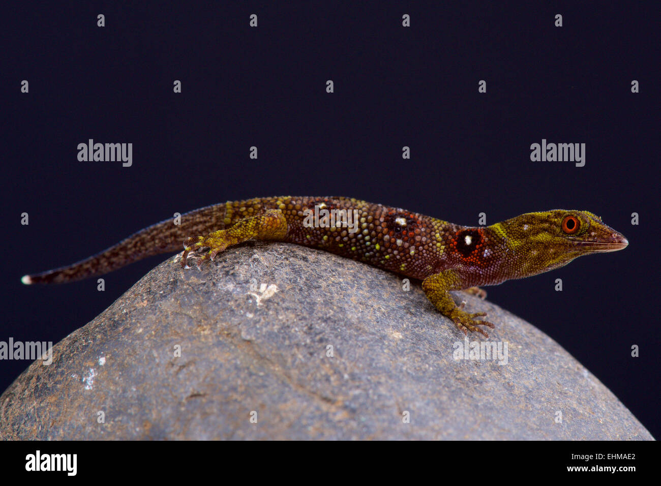 Grenadines clawed gecko (Gonatodes daudini) Stock Photo