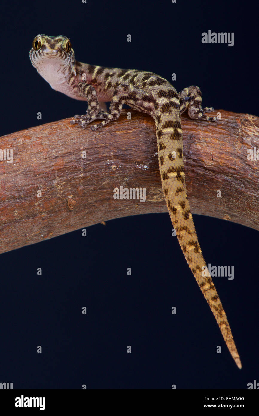 Island Least Gecko (Sphaerodactylus sputator) Stock Photo