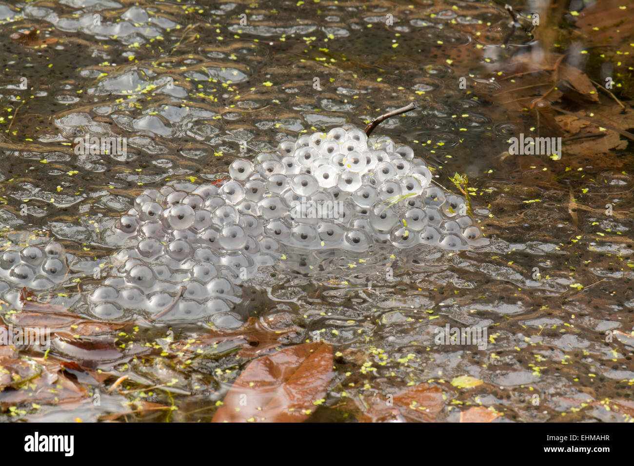 fresh frogspawn in garden pond protruding out of the water - Scotland, UK Stock Photo