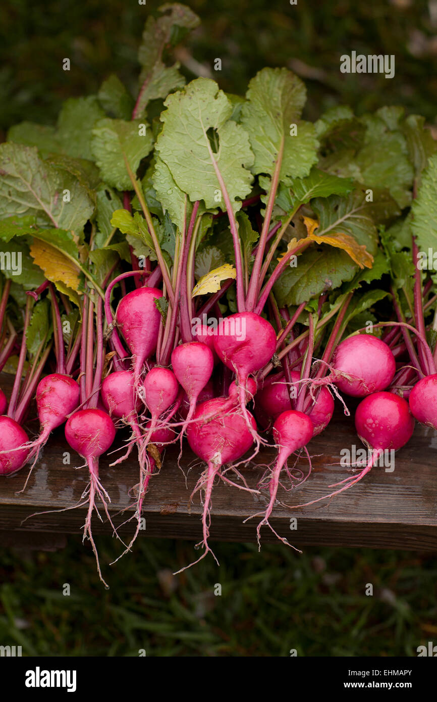 Radish close up hires stock photography and images Alamy