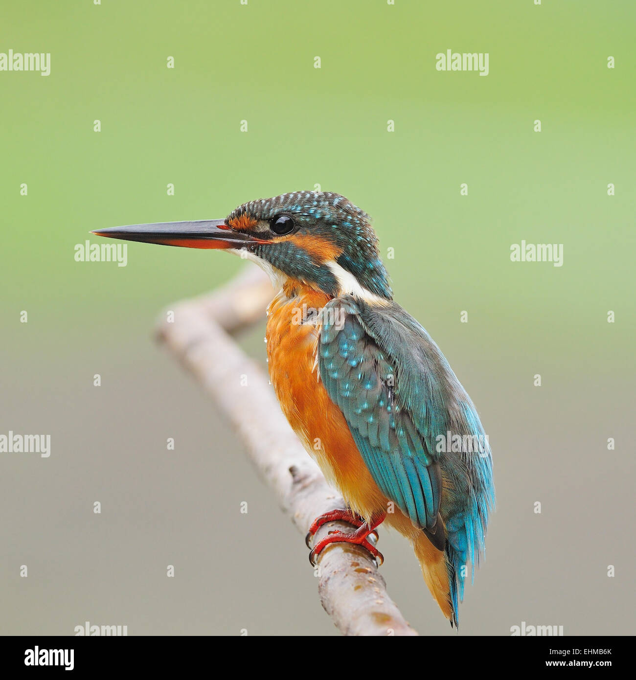Colorful Kingfisher bird, female Common Kingfisher (Alcedo athis), standing on a branch Stock Photo