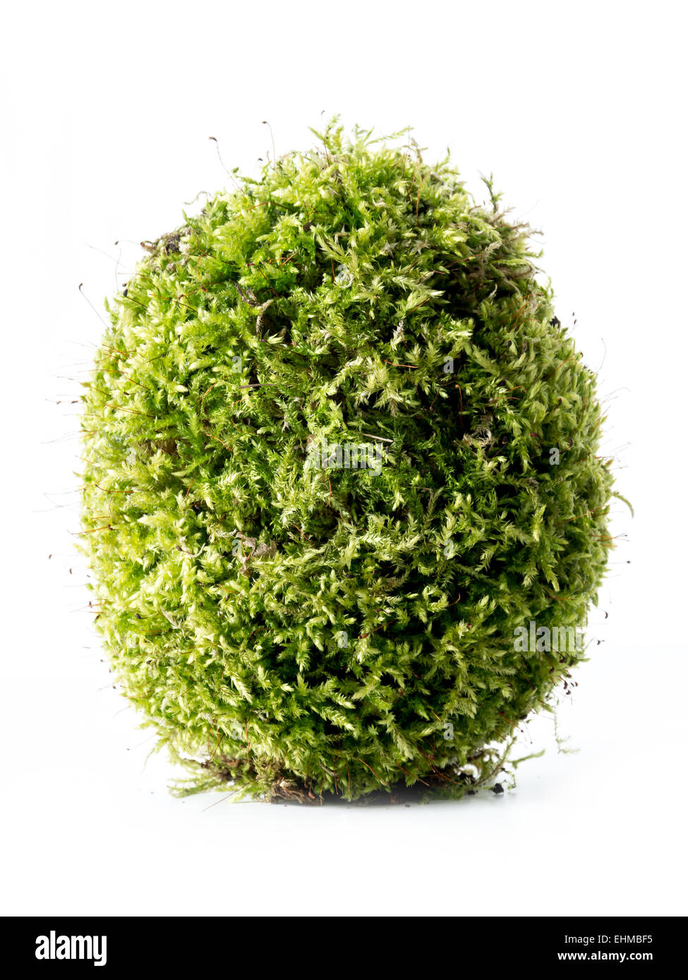 Giant moss-grown egg over white background Stock Photo