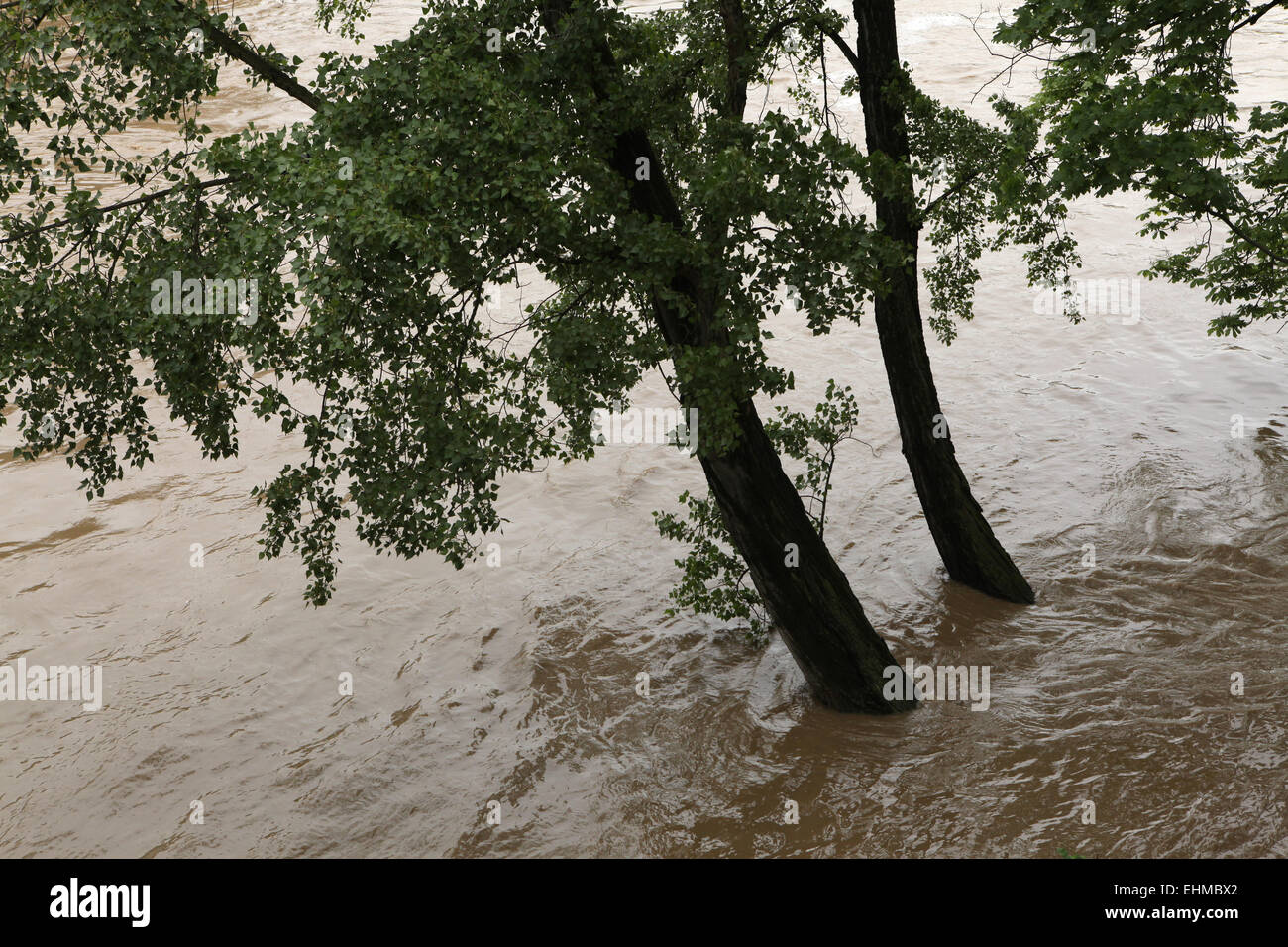 Tree partially flooded by the swollen Vltava River in Prague, Czech Republic. Stock Photo