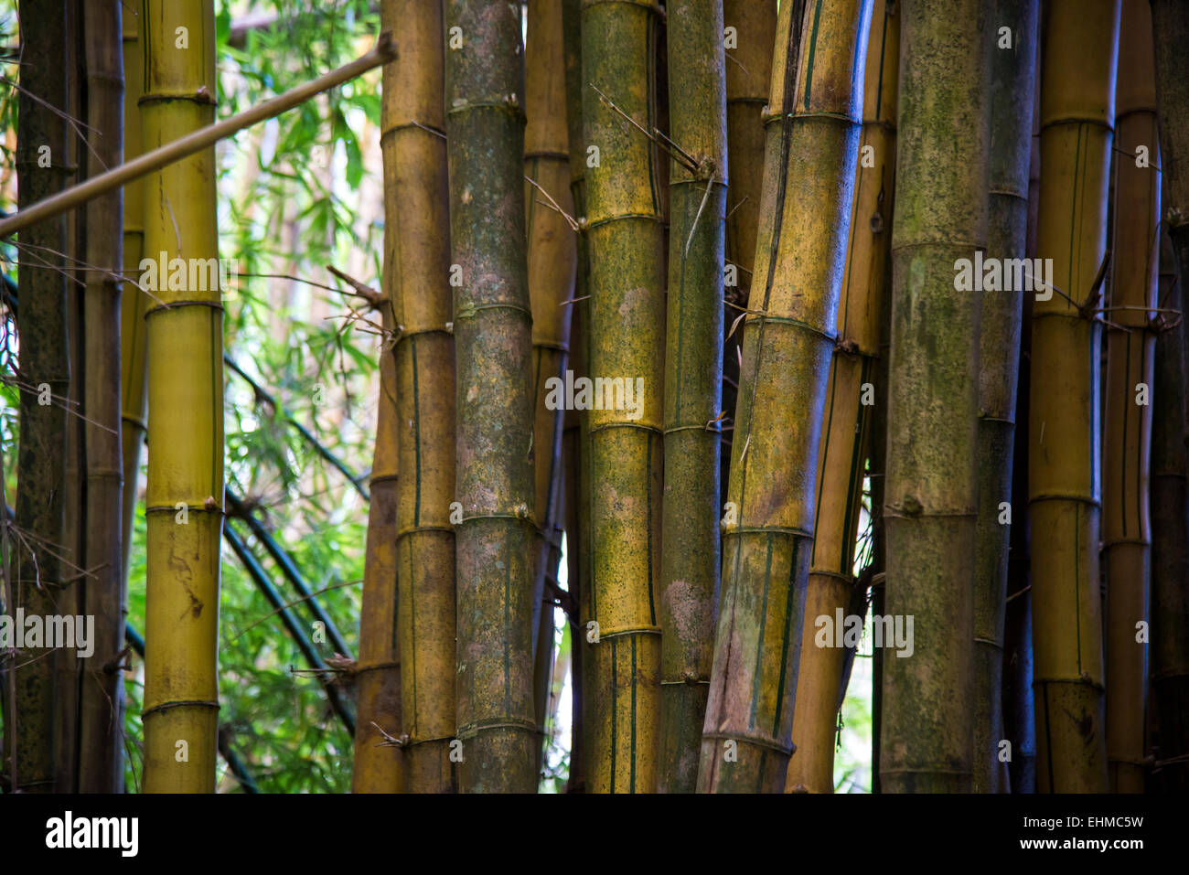 Giant Bamboo (Dendrocalamus giganteus), Madagascar Stock Photo