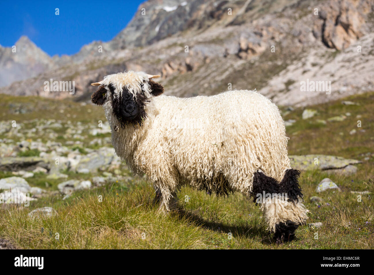 Valais Blacknose Sheep, at Höhbalmen, Zermatt, Canton of Valais, Switzerland Stock Photo - Alamy
