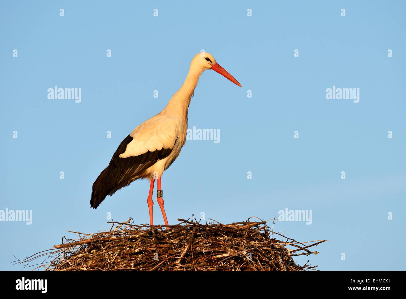 White Stork (Ciconia ciconia), standing on nest, Canton of Aargau, Switzerland Stock Photo