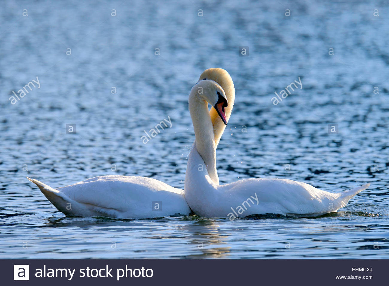 Mute Swans Stock Photos & Mute Swans Stock Images Alamy